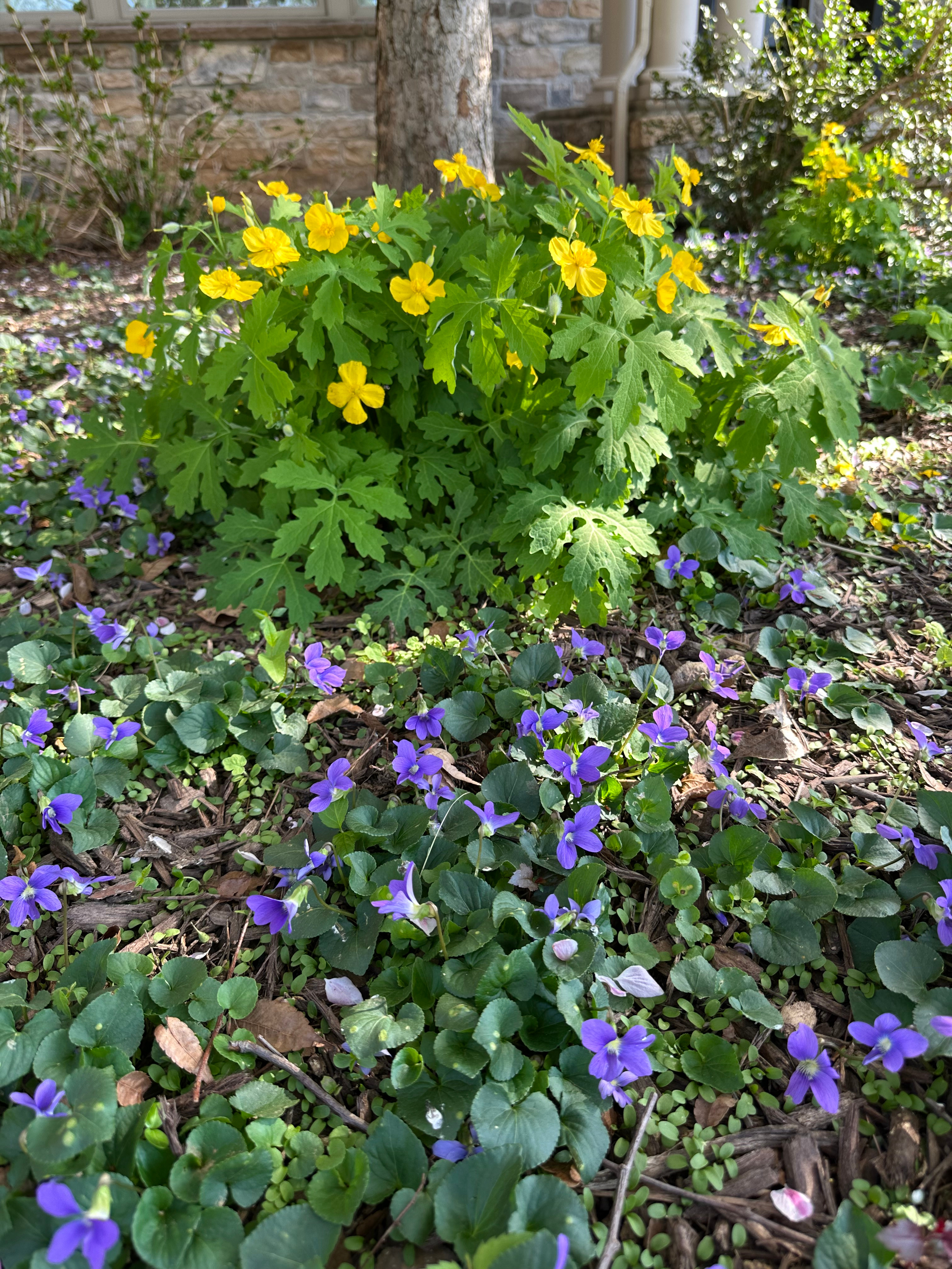 WoodPoppiesViolets